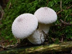 white autumn bovist mushrooms