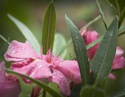 Macro photo of the pink flowers in summer