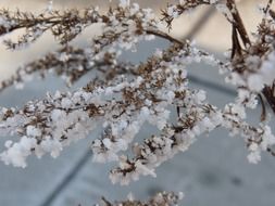 tree branches in hoarfrost on snow background