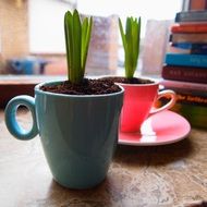 new sprouts in the Cup