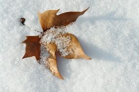 Snow on a beautiful and colorful, dry maple leaf among the snow in Nevada