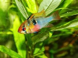 colorful cichlid in an aquarium