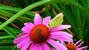 common brimstone on the pink flower