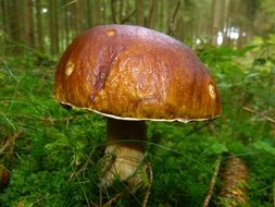 brown mushroom in the autumn forest