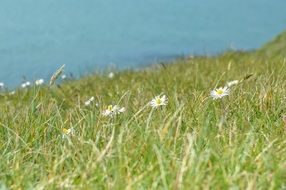 wildflowers field sea aback