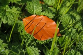 orange beech leaf on the green grass