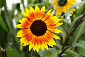 sunflower-like decorative flower