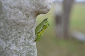 green chrysalis cocoon on stone