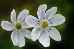 Yellow flowers with the white petals