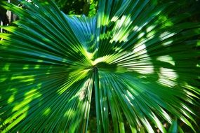 huge green leaf in the sun