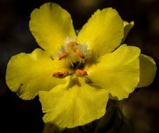 Yellow blooming flower in the dark garden