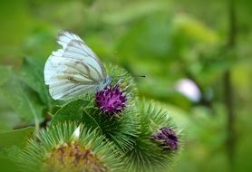 white butterfly on a blooming thistle