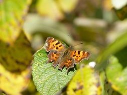 Closeup picture of big fox butterfly