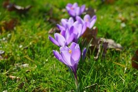 Crocuses on the meadow