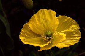 Yellow poppy flower on a dark background