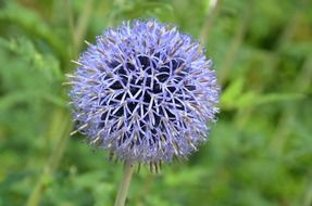 thistle globe flower