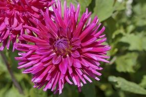 violet dahlia blossom