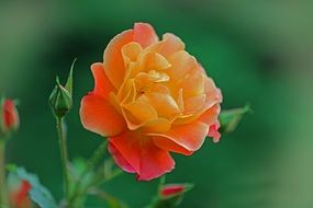 orange yellow rose bloom