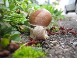 Snail on a green background