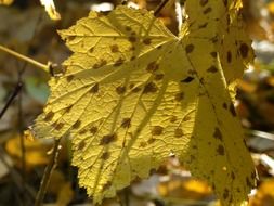 yellow leaf in autumn