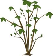 Bush with green leaves on a white background
