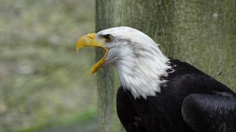 Beautiful white and black Bald Eagle with yellow beak