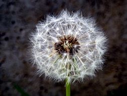 fluffy dandelion stars on a blurred background