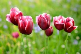 early blooming tulip flower