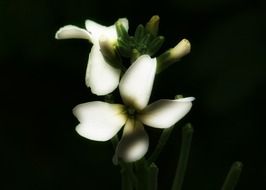 White tiny flowers