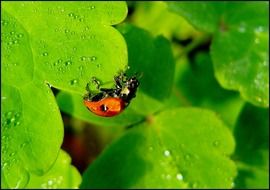 ladybug on wet plant