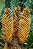 cycad evergreen plant close-up