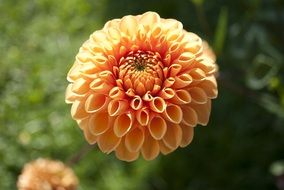 Flower with the orange petals