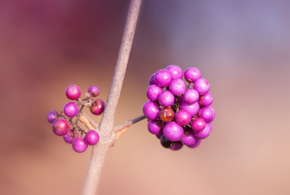 purple berries on the stem of a plant