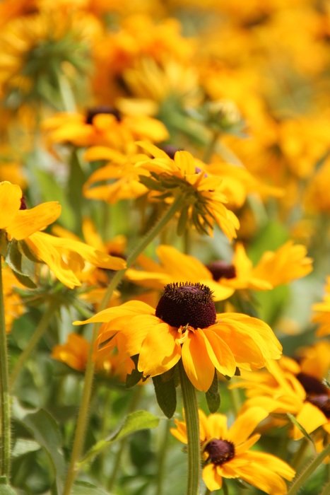 Beautiful yellow and orange flowers on the meadow