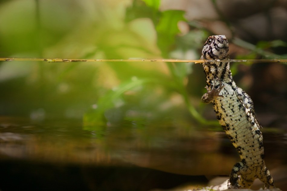 gecko reptile aquarium lizard