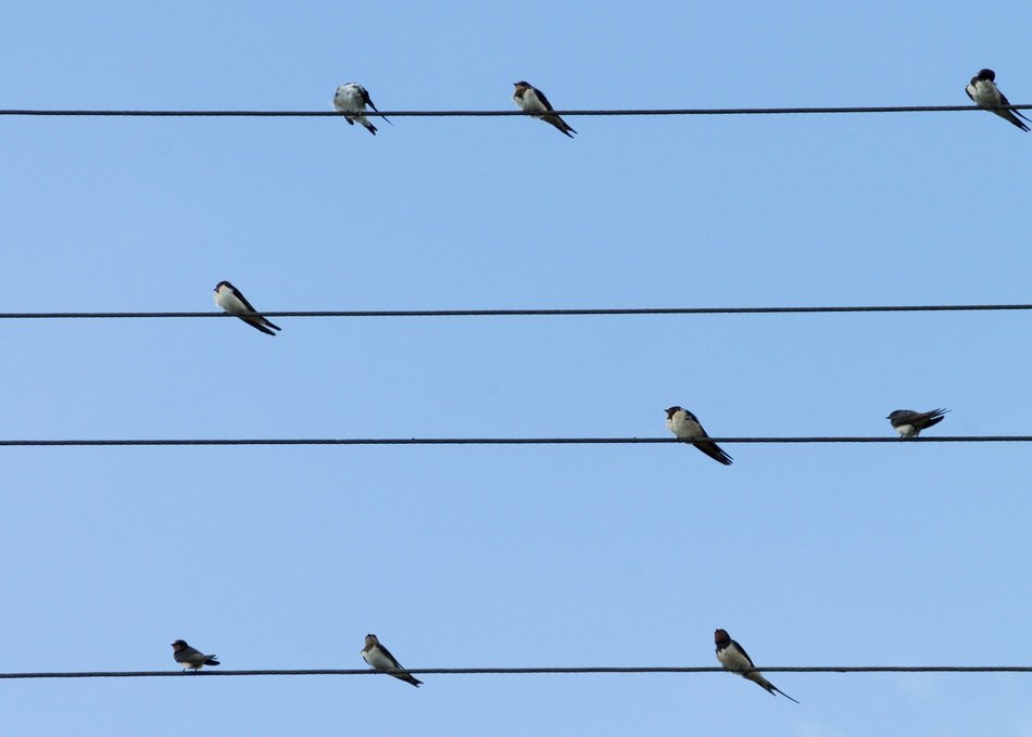 birds on the lines