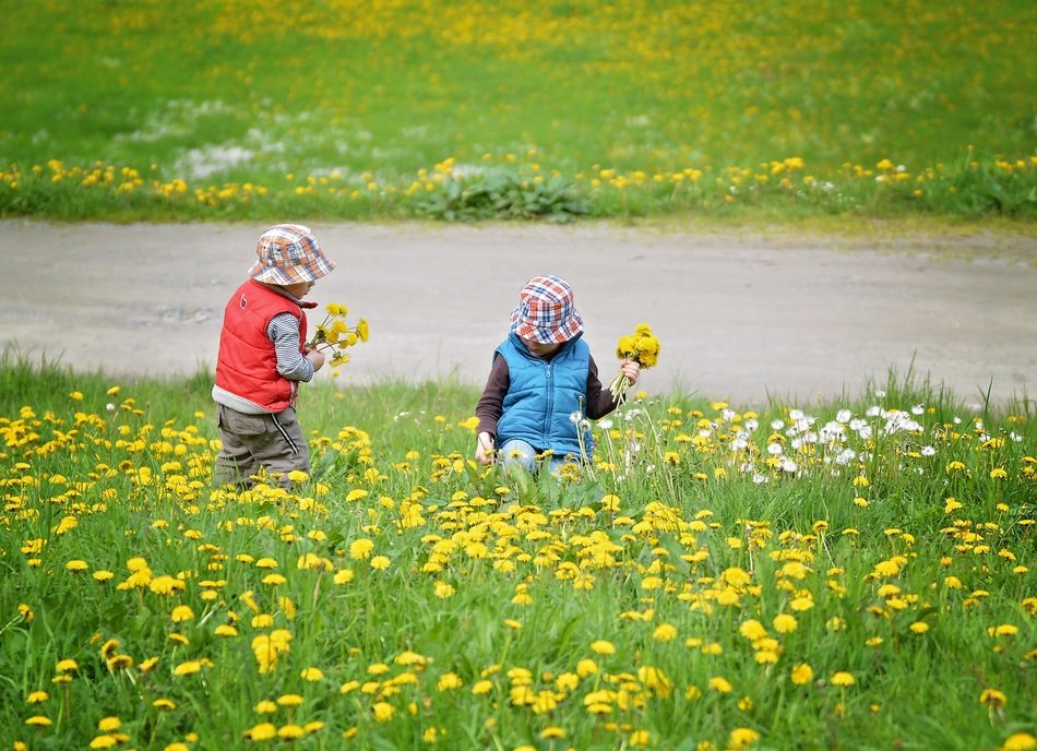 children gather dandelions on the field