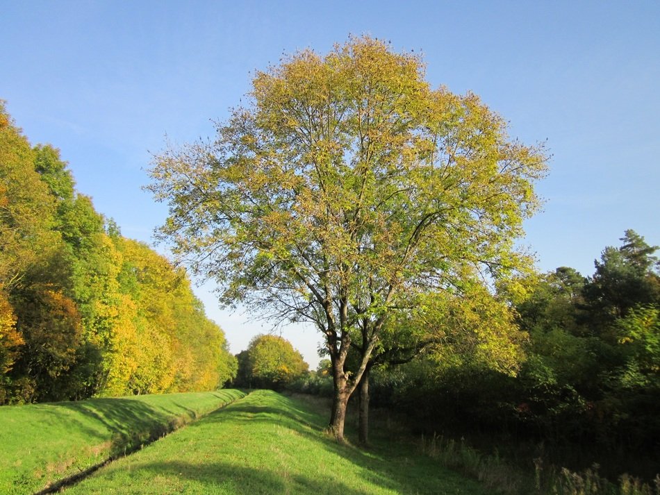 Fraxinus excelsior with foliage