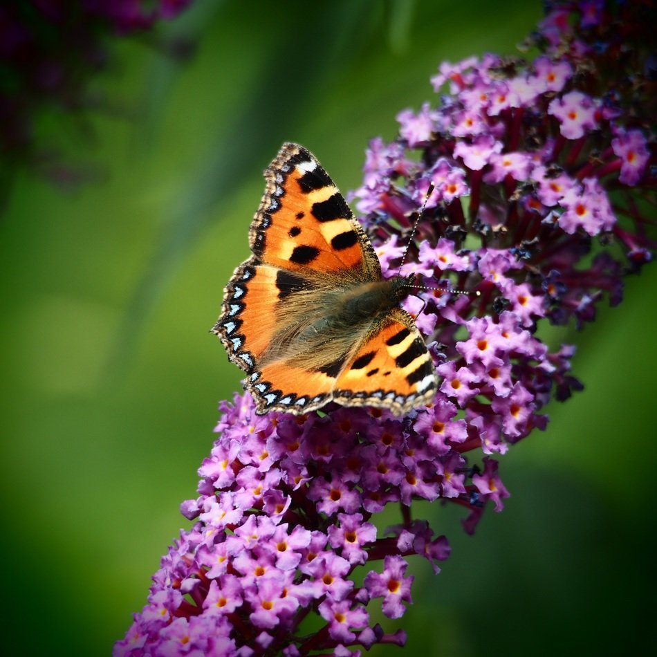 Butterfly on the bush with the violet flowers