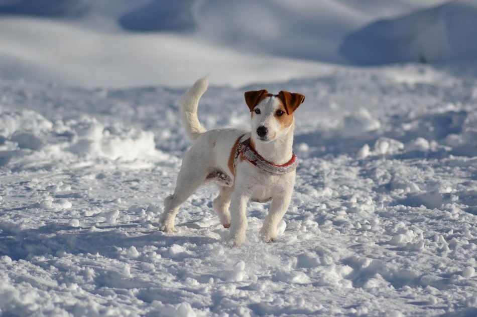 dog stands in the snow on a sunny day