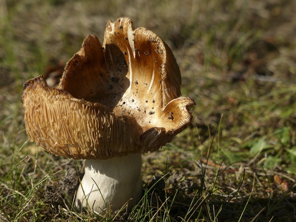 poisonous autumn mushroom