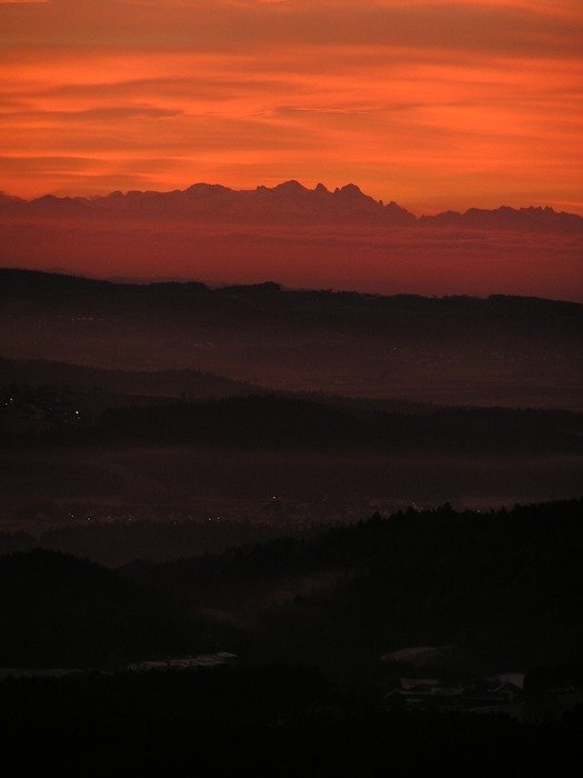 forests in the Danube valley