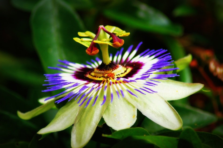 passionflower closeup