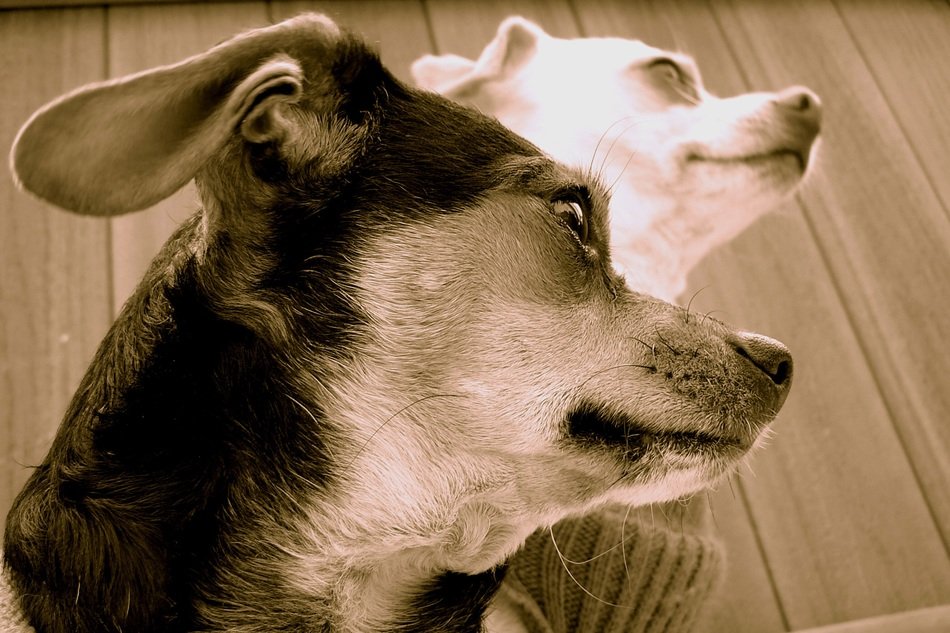 dogs in black and white image