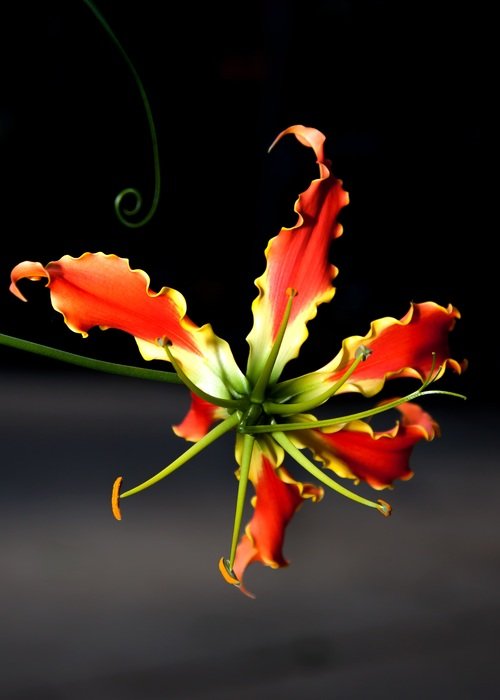 gloriosa flower