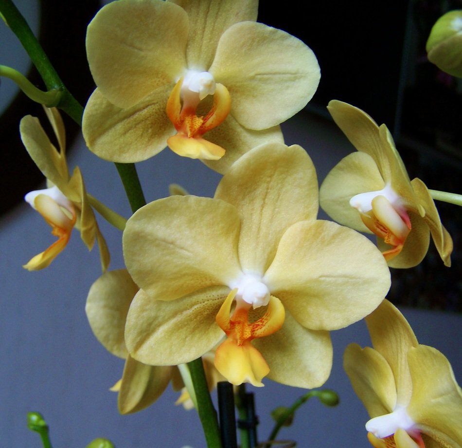 pale yellow orchid close-up on blurred background