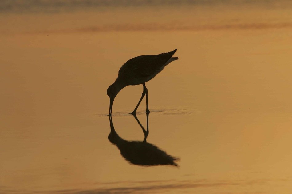 silhouette of a bird on the water at sunrise