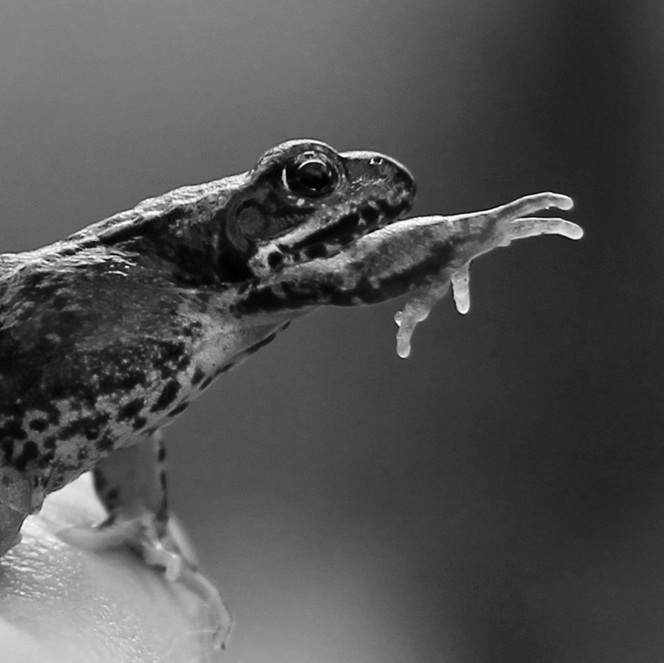 frog paw