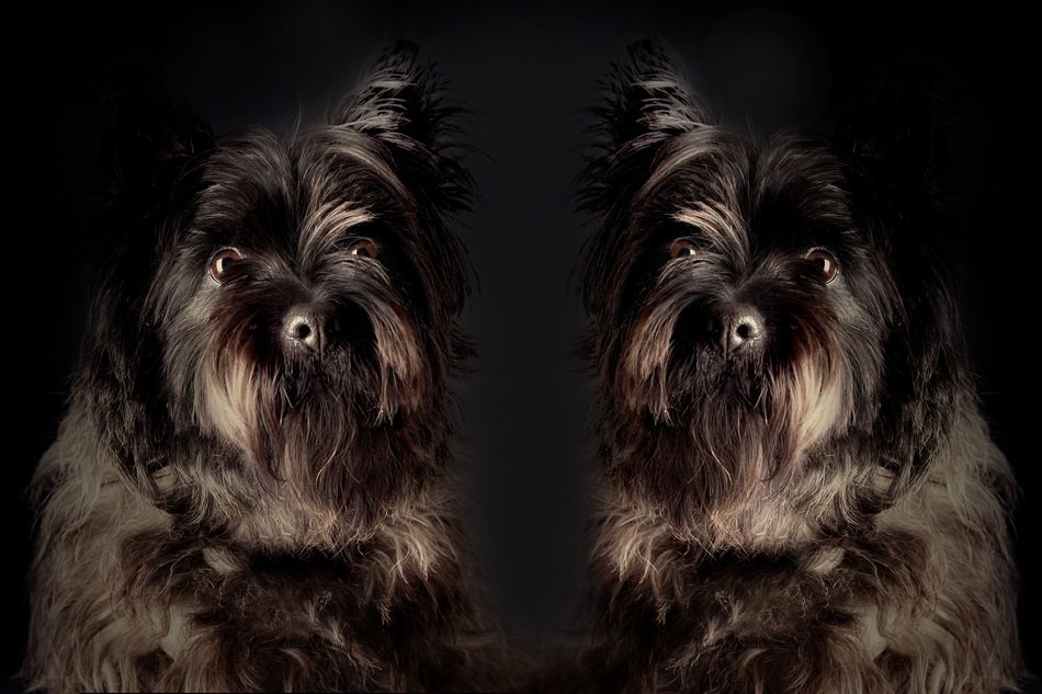 dog twins, pet