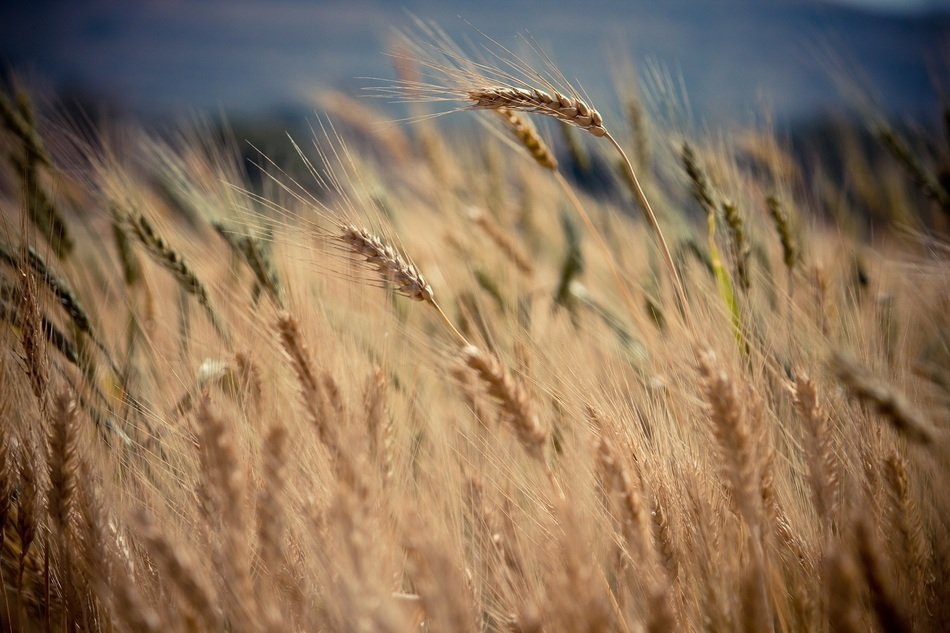 ripening crops in field